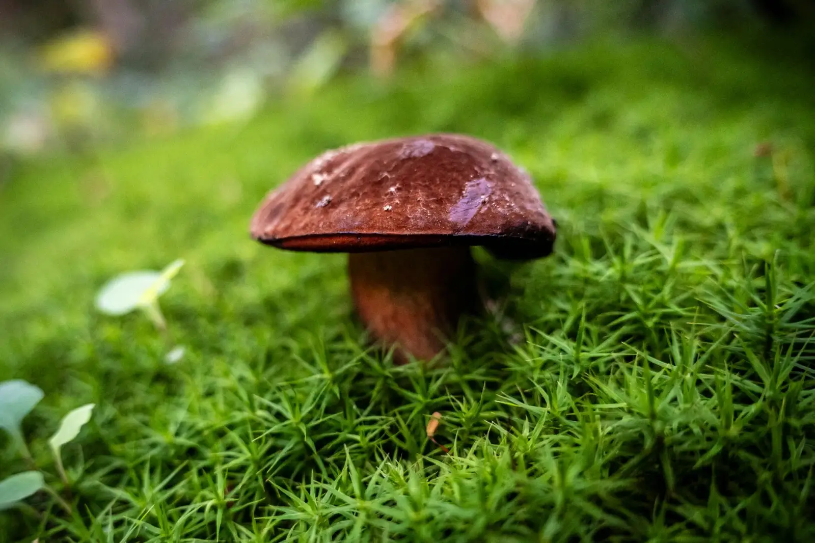 邢台地区一次性纸杯纸碗生产工艺与质量控制要点分析