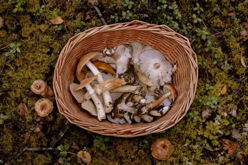 一次性纸杯与纸碗生产工艺差异分析：质量管控与成本优化方案